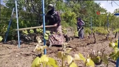 yasli kadin -  Korona virüs bağ yaprağı üretimine engel olamadı Videosu