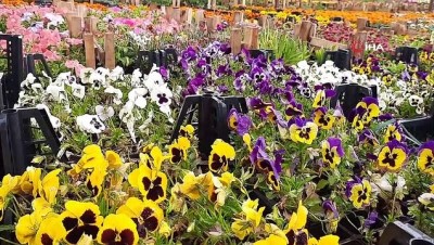 fiyat artisi -  Covid-19 salgını çiçeklere olan ilgiyi artırdı Videosu