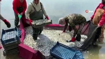 bismillah -  İznik Gölünde gümüş balığı bereketi Videosu