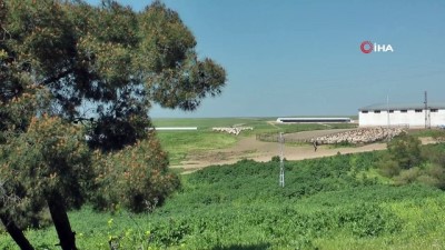 mudur yardimcisi -  Koyunların yaz bakımı başladı Videosu