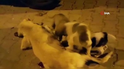  Öldürülen köpeği yavruları kaldırmaya çalıştı