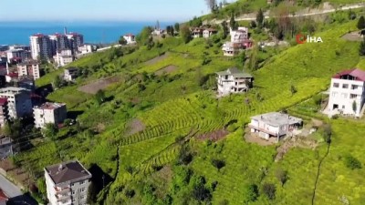 cay ureticisi -  Rize'de çay üreticisi yaklaşan çay hasadı öncesi ne yapacağını şaşırdı Videosu