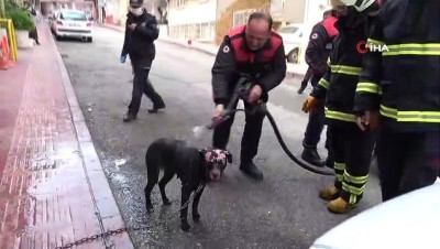 pitbull -  Yangında alevler içinden çıkartılan köpeğe itfaiyeden suyla ilk yardım Videosu