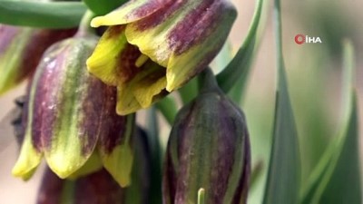  Van Gölü kıyısında yetiştirilen ters lalelerin 12 türü çiçek açtı