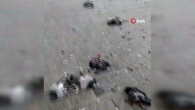istismar -  Vicdansız sürücüsü Eminönü'nde güvercinleri ezdi Videosu