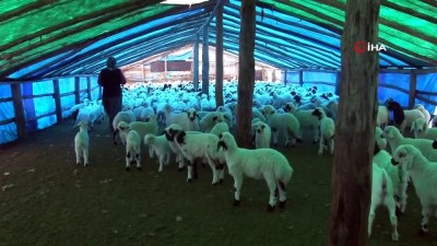 bitkisel urun -  Şavak aşireti göçebe çobanlık yaparak geçimlerini sağlıyor Videosu