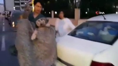 hayvan severler -  Silivri’de yaralı kangal cinsi köpek açlıktan ölmek üzereyken bulundu Videosu