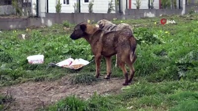 hassasiyet -  Büyükçekmece’de sokak hayvanları unutulmadı Videosu