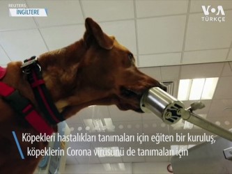 Köpekler Corona Virüsünü Tanısında Rol Oynayabilir mi?