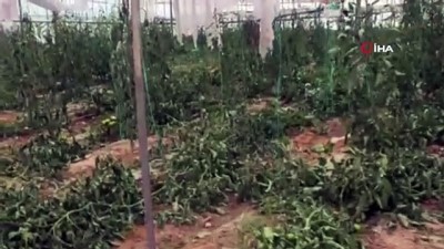  Antalya’da 2.5 dönümdeki domates fidelerini bir gecede kökünden kesip telef ettiler