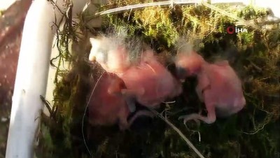  Aspiratör bacasındaki 8 yavru kuş telef olmaktan son anda kurtarıldı