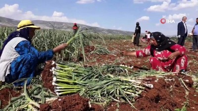 misyon -  Beyaz altının hasadı bereketli başladı Videosu