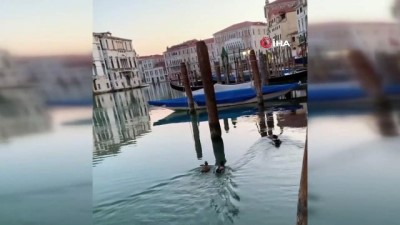  - İtalya’nın ünlü su kanallarına hayvanlar geri döndü