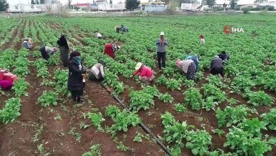  Drone gören tarım işçileri şaşkına döndü