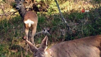  İnsanlar eve çekilince ormandaki hayvanlar rahatladı