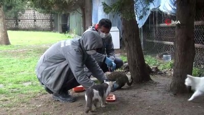 asilsiz haber -  Kağıthane’de sokak hayvanları unutulmadı Videosu