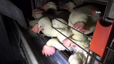  Korona yumurta üreticisini de vurdu, tavuklar telef oluyor