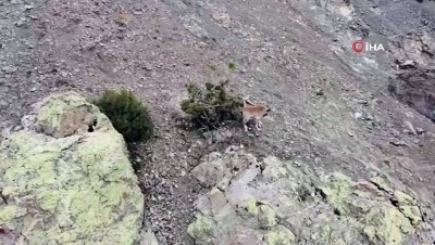 dag kecisi -  Erzincan’da dağ keçileri havadan görüntülendi Videosu