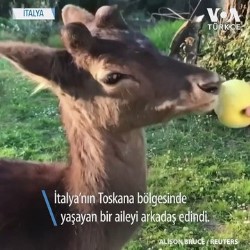 gesi - Yavru Geyik Corona Günlerinde İtalyan Aileye Arkadaş Oldu Videosu