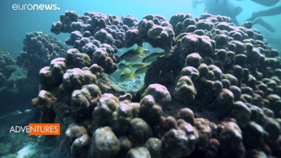 oksijen tupu - Dubai'de dalış eğitimi: Denizin altındaki dünyayı keşfe çıkmak Videosu