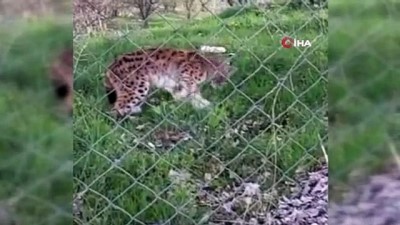 vasak -  Belgeselleri aratmayan görüntü... Vaşak, yakaladığı kediyi böyle götürdü Videosu