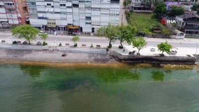  Gemlik Körfezi'nde deniz turuncuya boyandı