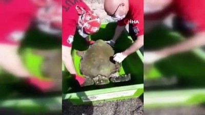 dev kaplumbaga -  Halatlara takılan dev kaplumbağa için seferber oldular Videosu