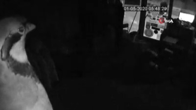 hirsizlik zanlisi -  Tabanca meraklısı hırsız kameraları dikkate almadan silahları böyle çaldı Videosu
