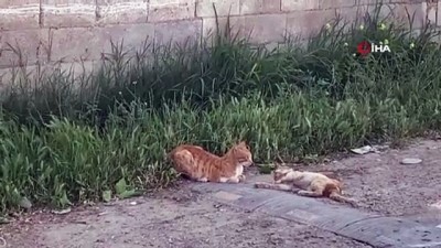 yavru kedi -  Anne kedi telef olan yavrusunun başında bekledi Videosu