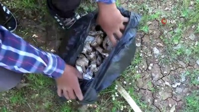 mide bulantisi -  Araziden topladıkları mantarları yiyen 3 kişi zehirlendi Videosu