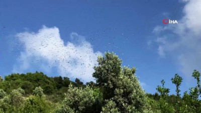  Samandağ semalarında leylekler görsel şölen sundu