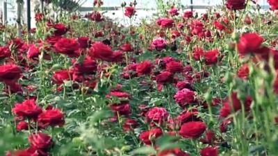  Gül, üreticiye değil satıcıya kazandırıyor