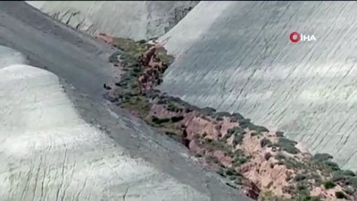  Nallıhan'da domuz sürüsü görüldü