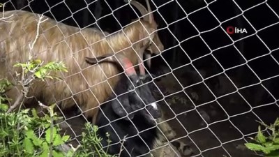 cay demleme -  Şırnak'ta besiciler, koyunlarını kurtlardan korumak için gece nöbet tutuyor gündüz ise uyuyor Videosu