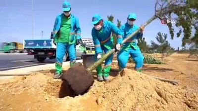  Başakşehir Şehir Hastanesi çam ve sakura ile donatıldı