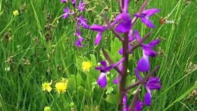  Çiçek açan yabani orkideler görsel şölen sunuyor