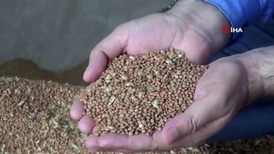 gubre -  Kızıltepe’de hasadı başlayan kırmızı mercimek hububat merkezine getirildi Videosu