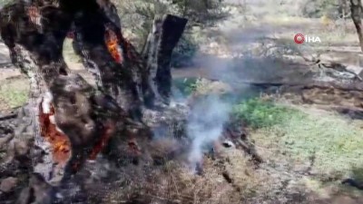 sigara izmariti -  - KKTC'deki yangında 800 yıllık zeytin ağaçları yandı Videosu