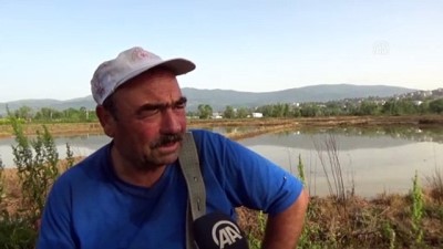 safak vakti - Konuralp pirincinin tarladan sofraya uzanan yolculuğu başladı - DÜZCE Videosu