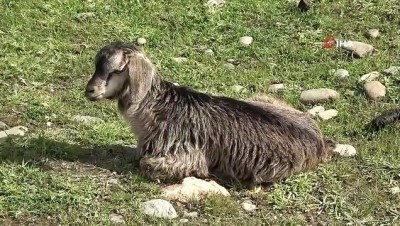  Kuzuların anneleriyle buluşması renkli görüntüler oluşturdu