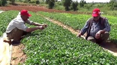 tatlarin -  Manisa çiftçisi kapya biberine yöneldi Videosu