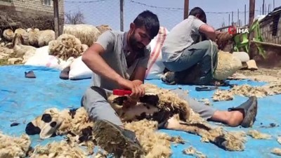 koyun kirkma -  Mazıdağı'nda koyun kırkma dönemi başladı Videosu