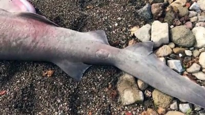 kopek baligi - Ölü altı solungaçlı köpek balığı kıyıya vurdu - ÇANAKKALE Videosu