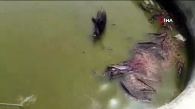 yaban domuzu -  Yüzme havuzuna düşen anne domuz ve yavrularını itfaiye ekipleri kurtardı Videosu
