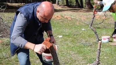 zeytin agaci -  11 bin yabani ağaca aşılama işlemi Videosu