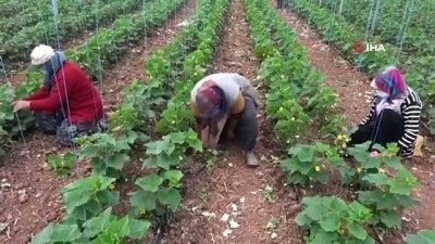  Aksaray'da tarımsal üretim sürüyor