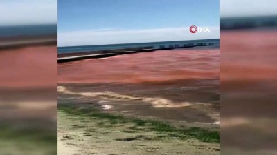 deniz kizi -  Silivri’de deniz kızıla büründü Videosu