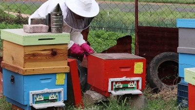 propolis - 'Altın kızlarım' dediği arılarıyla patroniçe oldu (2) - KIRKLARELİ Videosu