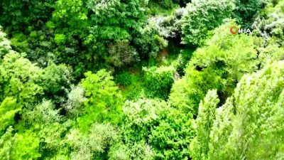  Bahçeköy'ün ormanları böyle görüntülendi