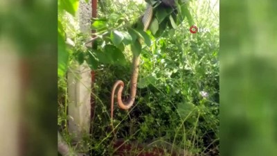 Çöl sıcaklarının yaşandığı Bursa'da 2 günde arka arkaya ortaya çıkan yılanlar korkuya sebep oldu